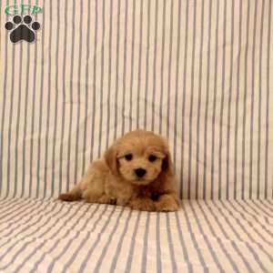 Kastor, Maltipoo Puppy